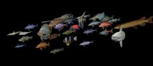 各种各样的小鱼鱼3D模型