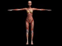 人体解剖肌肉女3D模型