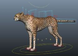 豹子maya模型