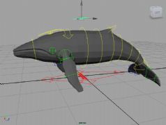 maya巨鲸带绑定
