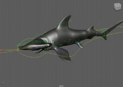 双髻鲨maya模型