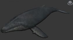 Keith鲸鱼