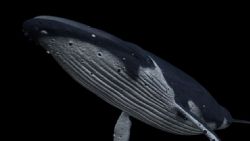 真实鲸鱼带动作绑定maya模型