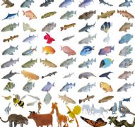 各类鱼及少量动物