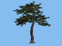 简模-松树max模型,可做中远景用