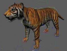 老虎带绑定maya模型