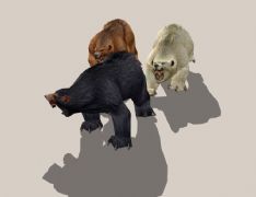 三头猛熊3D模型