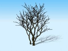 枯树3D模型