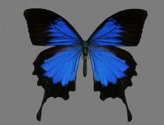 蓝色蝴蝶,有贴图