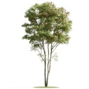 合欢树,红果冬青树3D模型(obj,max,fbx等格式)