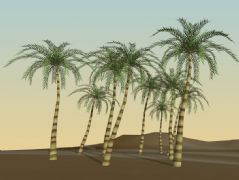 热带树,椰树su模型