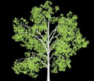 白蜡树3D模型