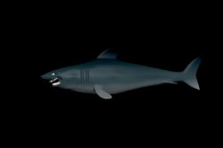 鲨鱼max模型