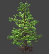 高精细松树,青松3D模型