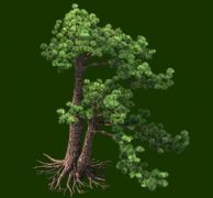 两个高低松树精细模型