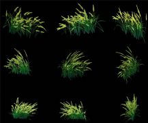 杂草,小草3D模型