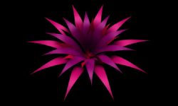 紫红色花朵C4D生长动画