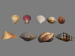 几款贝壳,海螺模型