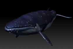 写实鲸鱼模型与贴图