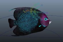带绑定路径动画的海鱼maya模型