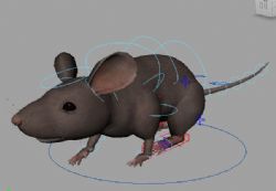 老鼠maya2015贴图绑定动画
