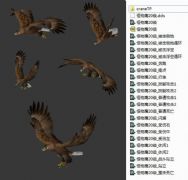 老鹰飞行带骨骼动画含各种动作