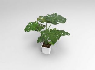 植物—龟背竹