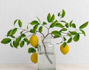 玻璃瓶柠檬树树枝,植物