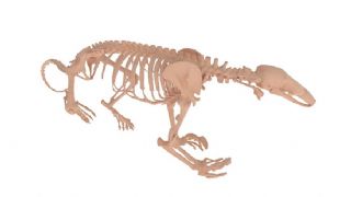 食蚁兽骨骼骨架maya模型