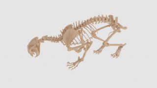 狮子骨骼骨架maya模型