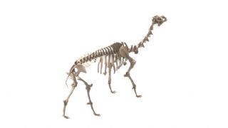 骆驼骨骼高精度maya模型