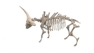 水牛高精度骨骼maya模型
