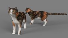 可爱小猫3D模型(带骨骼),fbx,c4d格式