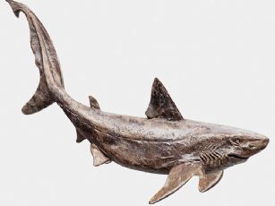 远古鲨鱼max模型