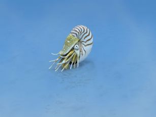 鹦鹉螺(Nautiloidea)海洋软体动物max模型