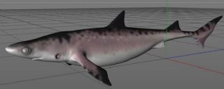 Shark古生物鲨鱼C4D模型
