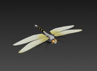 蜻蜓max模型