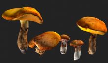 几款蘑菇,野生菌FBX模型