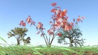 草地枫树大树自然场景maya模型,使用maya2016自带贴图