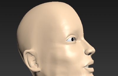 口腔鼻腔头部切面解剖模型