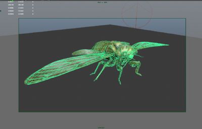知了,知了猴,蝉maya影视级写实昆虫模型,有MB,FBX,OBJ格式