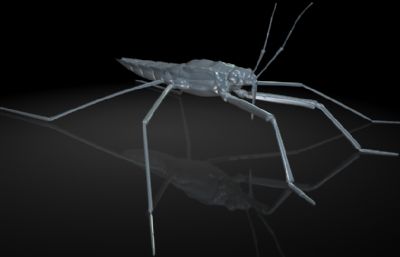 池黾,水黾,水蜘蛛,水母鸡maya影视级写实昆虫模型,带MB,FBX,OBJ格式