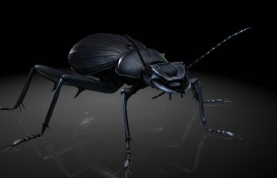 臭甲虫,黑色金龟子,臭烧毒maya影视级写实昆虫模型,带MB,FBX,OBJ格式