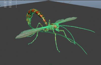姬蜂maya模型,影视级写实昆虫,有MB,FBX,OBJ格式