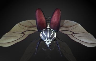 巨型甲虫Goliath Beetles影视级写实昆虫maya模型,有MB,FBX,OBJ等格式