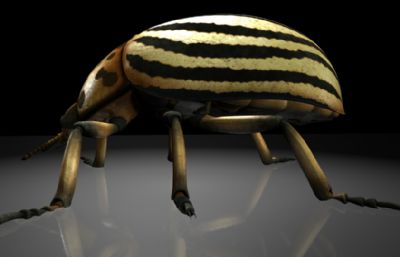 马铃薯甲虫,蔬菜花斑虫,科罗拉多甲虫maya写实昆虫模型,有MB,FBX,OBJ格式