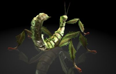 麦克利虫,虫子maya写实模型,MB,FBX,OBJ格式