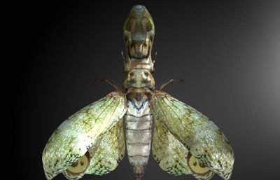 南美提灯虫maya写实昆虫模型,带MB,FBX,OBJ等格式
