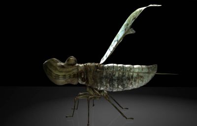 南美提灯虫maya写实昆虫模型,带MB,FBX,OBJ等格式