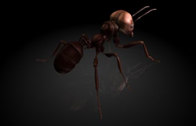 食人蚁,肉食蚂蚁,食肉军蚁,行军蚂蚁MAYA模型,MB,FBX,OBJ格式